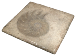 Seashell Stone Table